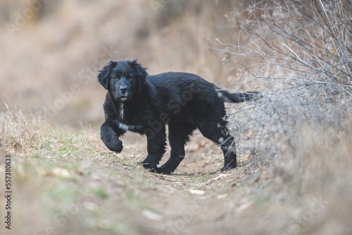 Happy puppy dog running. Black golden retriever