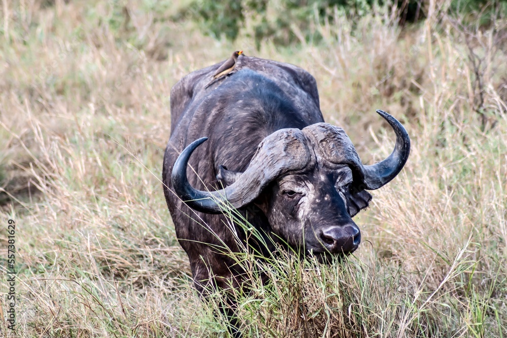 Fototapeta premium cape buffalo masai mara country