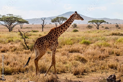 giraffe in the savannah