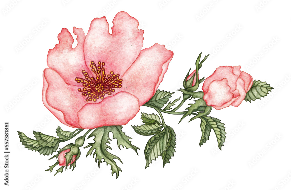 Watercolour Wild Roses Watercolor wild rose single element isolated on transparent background ...