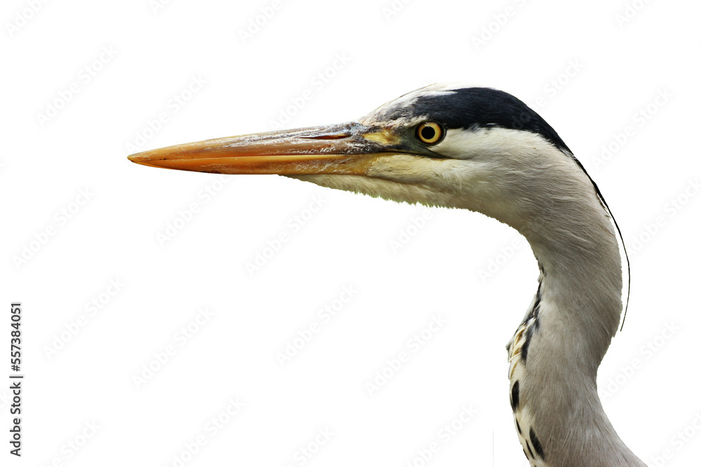 Freigestelltes Portrait eines Graureihers (Ardea cinerea)
Freigestelltes Portrait eines Graureihers (Ardea cinerea)