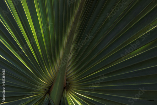 Macro photography detail of a tropical palm leaf 