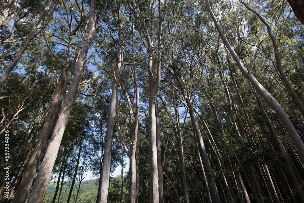 Eucalyptus plantation from below on countryside of Sao Paulo state, Brazil Eucalyptus plantation from below on countryside of Sao Paulo state, Brazil