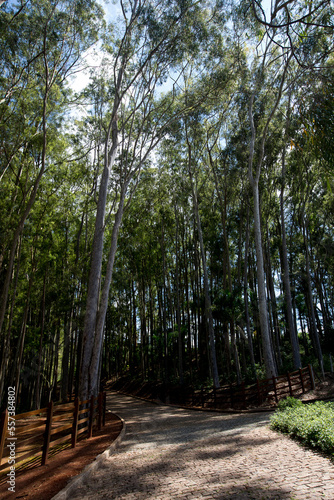 Eucalyptus lane in plantation on countryside of Sao Paulo state, Brazil