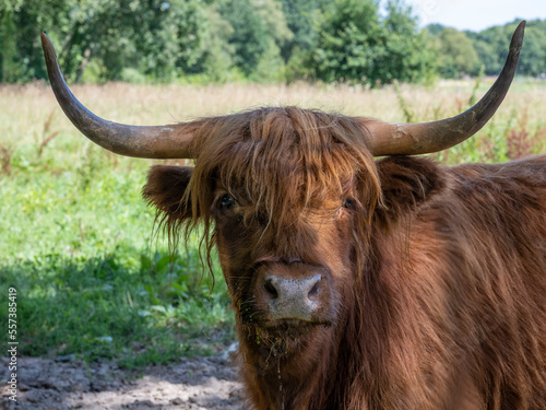 Scottish highlander in the field