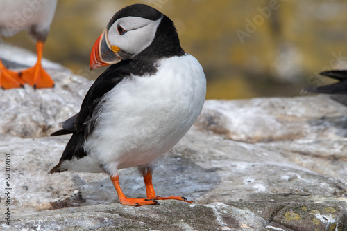 Atlantic puffin standing on the edge of a cliff on Inner Farne. Part of the Farne Islands nature reserve off the coast of Northumberland, UK © Christopher Keeley