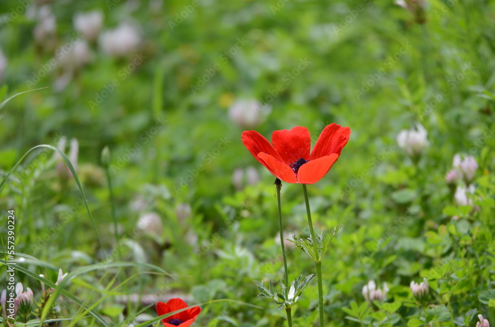 Obraz premium red poppy flower