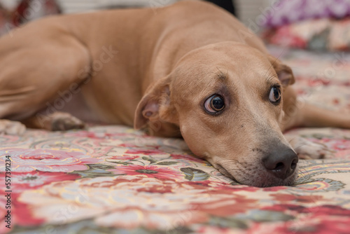 фотографія A wary female dog stares at an unwelcome person while lying on the bed