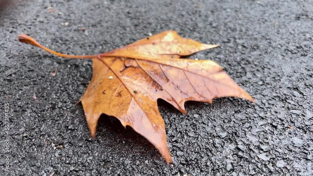 Autumn leaf is crushed by foot Autumn leaf is crushed by foot