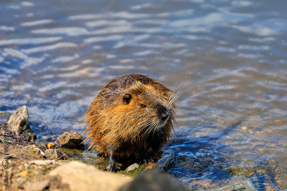 Nutria on the banks of the Vltava river in Prague the capital of the Czech Republic. Urban animals.Background Nutria on the banks of the Vltava river in Prague the capital of the Czech Republic. Urban animals.Background