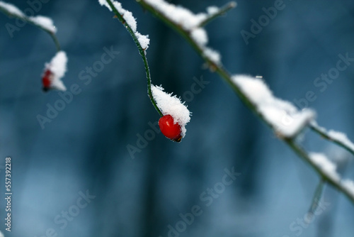 Frozen arrowroot in winter.