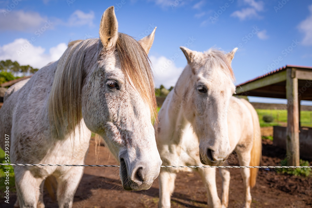 Two Lusitano horses, standing together on paddock, resting and enjoying life.