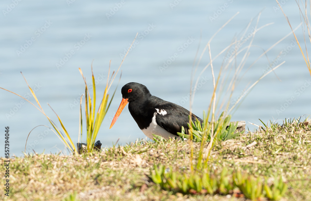 Pied oystercatcher (Haematopus longirostris) Pied oystercatcher (Haematopus longirostris)