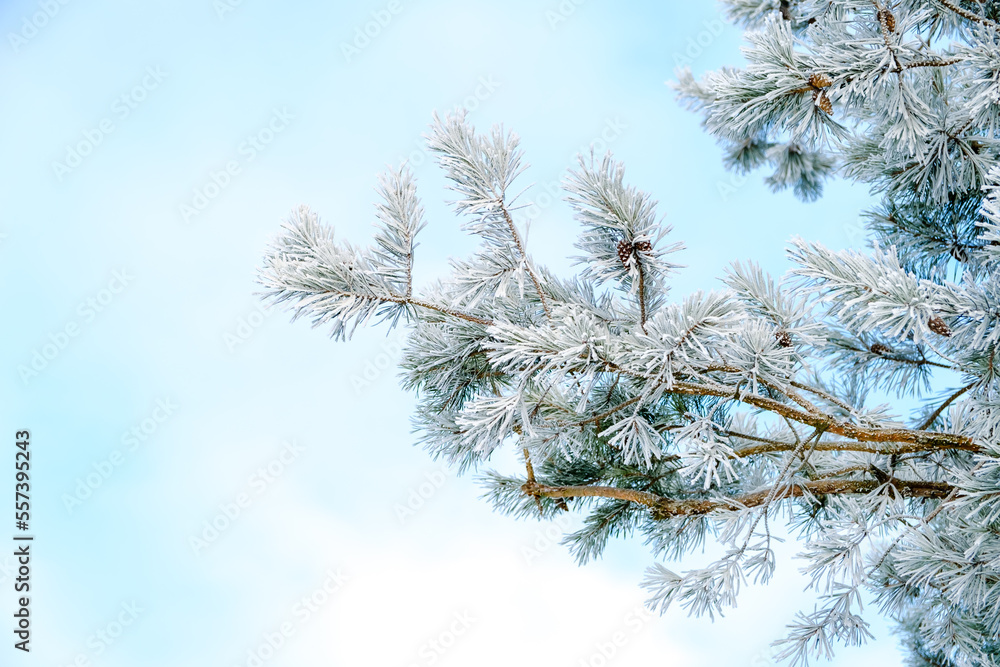 Pine tree branches covered with white hoarfrost on a blue sky background. Frozen plant. Winter season. Forest details. Beauty in nature. Frosty weather day. Atmospheric mood. New Year holiday symbol