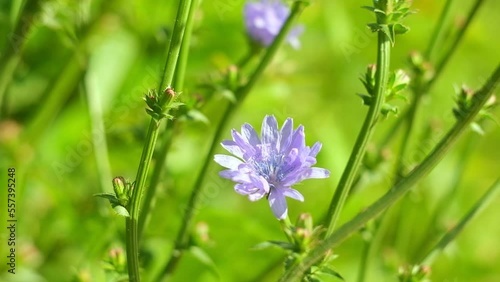 Wallpaper Mural Blue Flower of Common Chicory, Cichorium Intybus in the Summer Meadow. Close Up. Cyan Chicory on Blurred Background. Honey plant. Coffee Substitute. Used in Confectionery, Canning Production, Infusion Torontodigital.ca