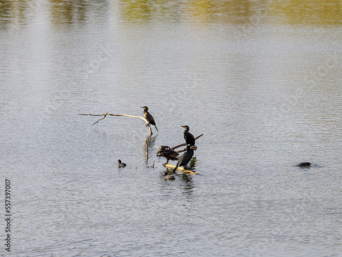cormorans à la Base de Loisirs de Verneuil sur Seine en France