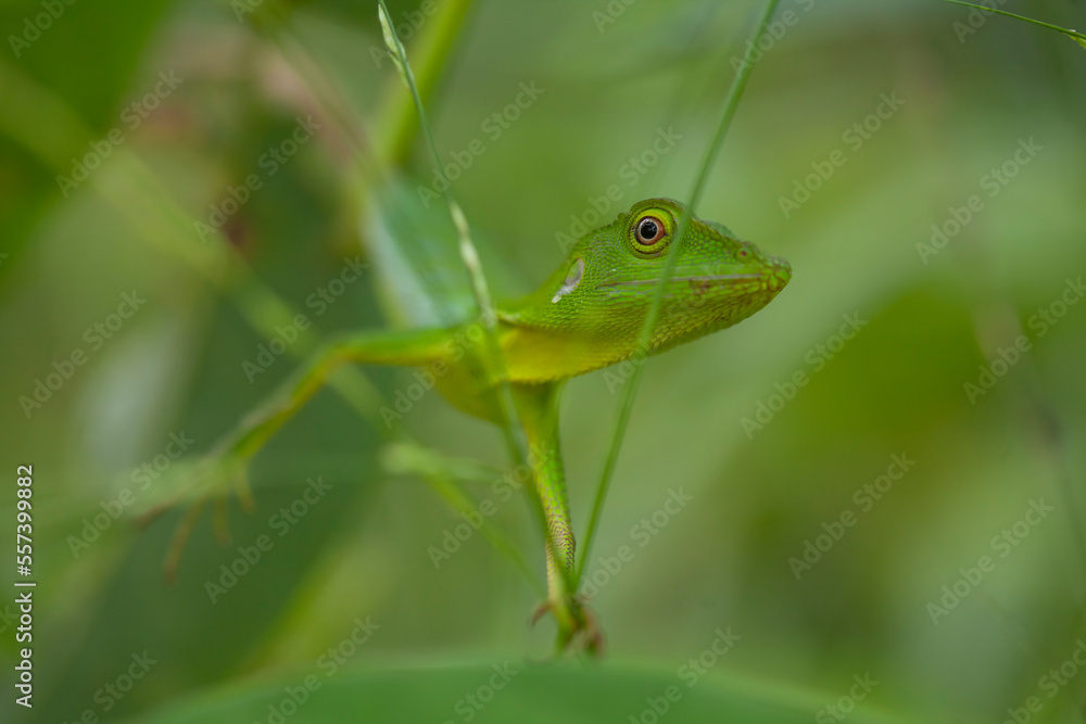 Obraz premium Green Reptile In Trees