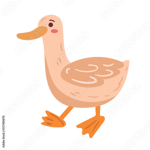 cute duck animal
