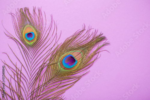 peacock feather on pink paper background background