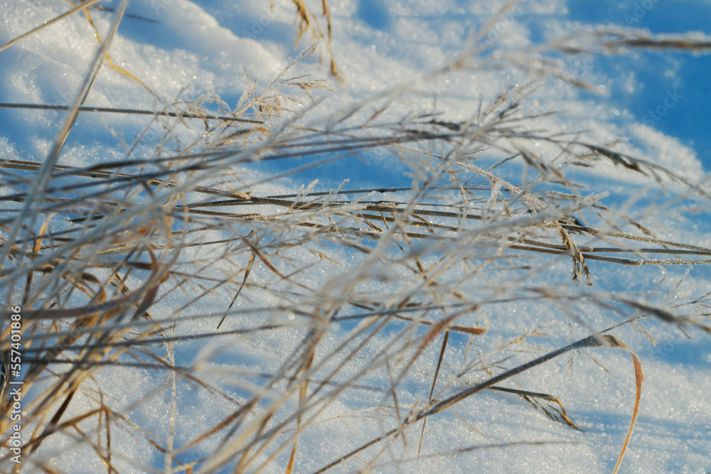 Frozen grass in the morning. Frozen grass in the morning.