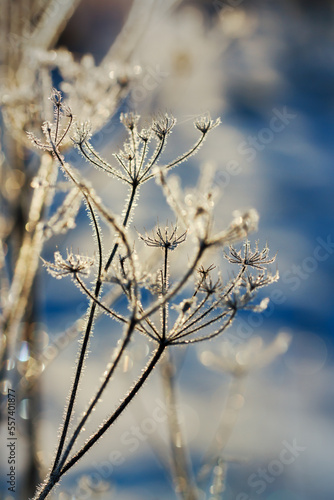 Frozen grass in the morning. © Ludmila Smite