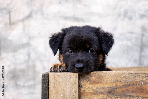 Canvas Print A black puppy abandoned in wooden crate with a pity on his face.