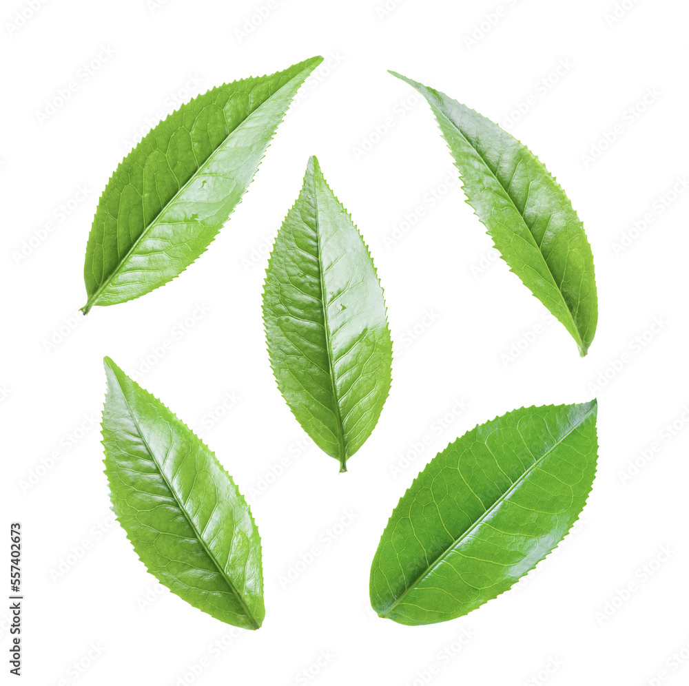 green tea leaf isolated on transparent png green tea leaf isolated on transparent png