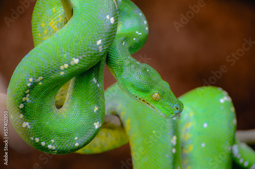 Green Tree Python (Morelia viridis) on tree branch. Green tree pythons are found in Indonesia, Papua New Guinea, and Australia.