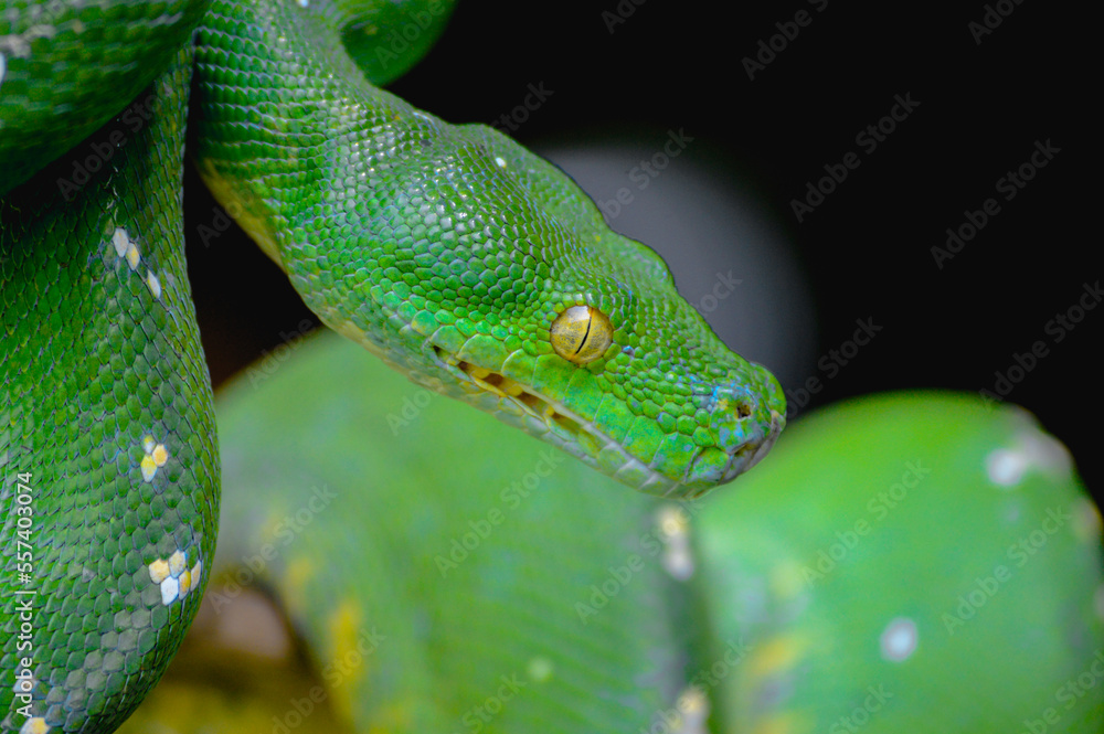 Fototapeta premium Green tree python snake on branch, snake on branch, reptiles closeup