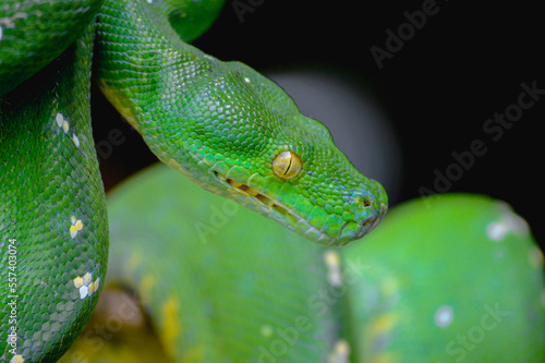 Green tree python snake on branch, snake on branch, reptiles closeup