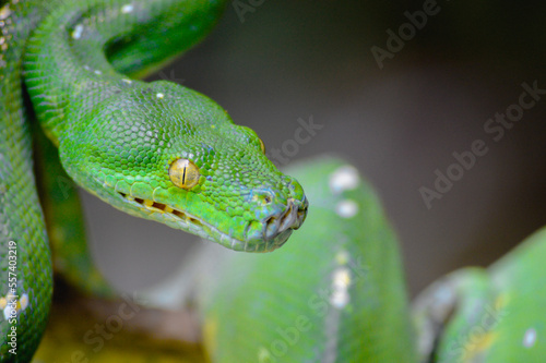 Green tree python snake on branch  snake on branch  reptiles closeup