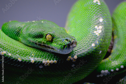 Body of green tree python Morelia viridis close-up. Portrait art. Snake skin  natural texture  abstract  graphic resources. Nature  environmental conservation  animal wildlife  zoology  herpetology