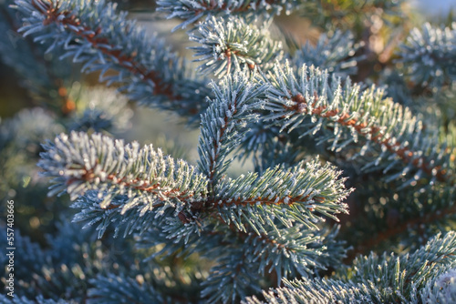 Growing Christmas trees.