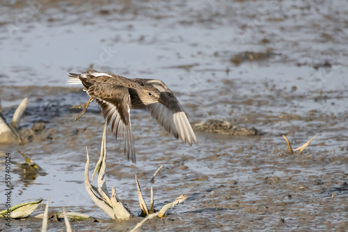 Temminck’s Stint photo