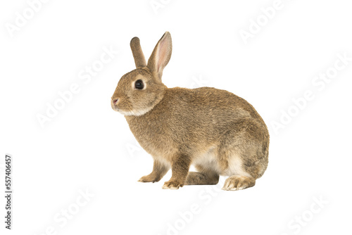 Tableau sur toile Pretty brown rabbit seen from the side isolated on a white background