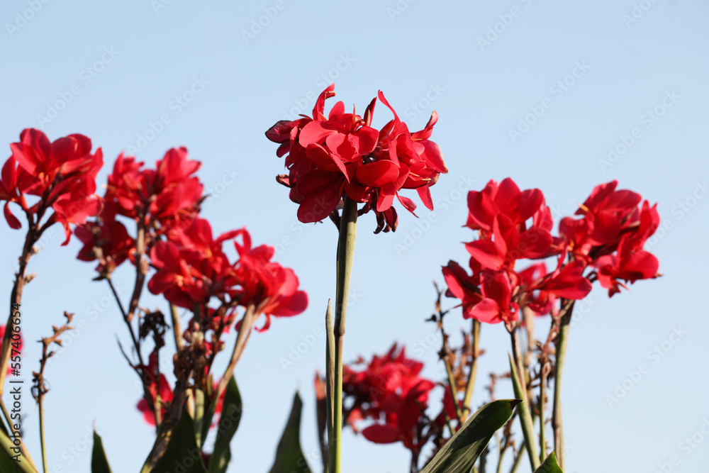 Beautiful Canna lily flowers with bright blue sky in the background