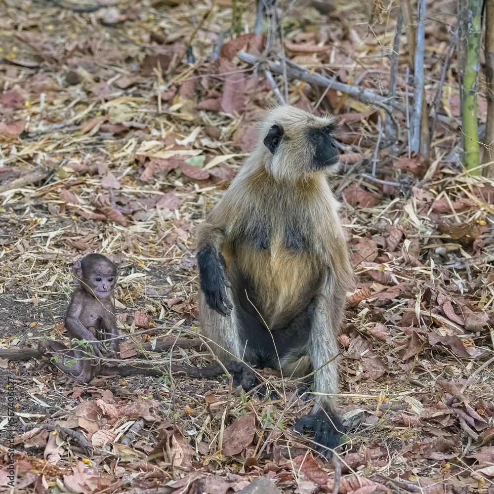 Obraz premium Gray langurs, monkeys, India