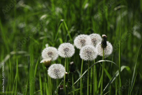 Tampopo or Dandelions with white and fluffy seed in green field photo