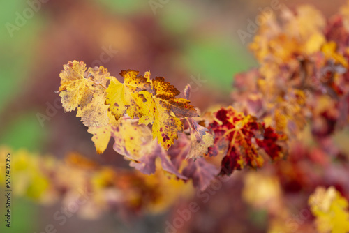 Wine country in autumn