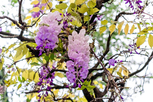 Delicate purple wisteria inflorescence hanging on tree branch in spring