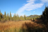 October In The Marsh, Banff National Park, Alberta