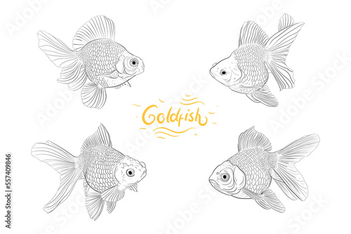 set of goldfish