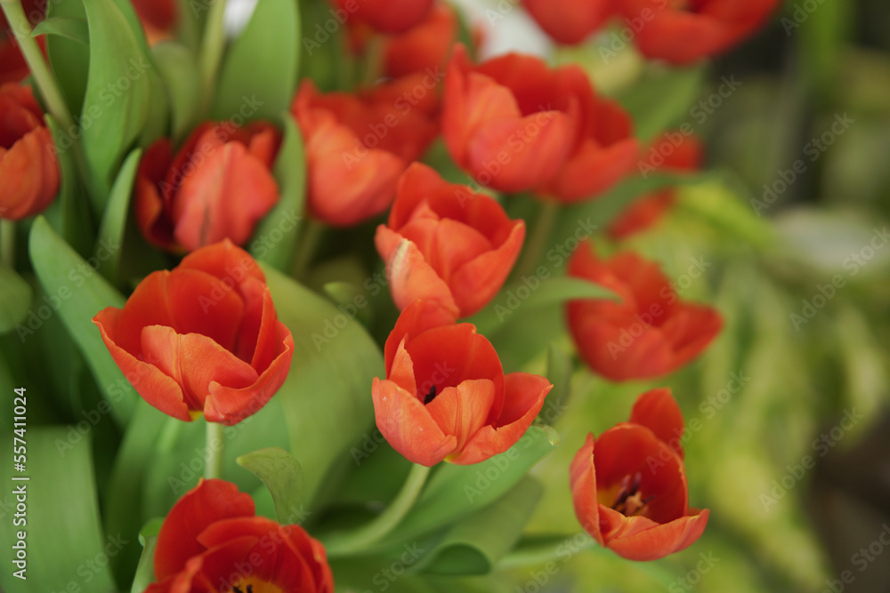 red tulip flower bouquet decorating in vase red tulip flower bouquet decorating in vase
