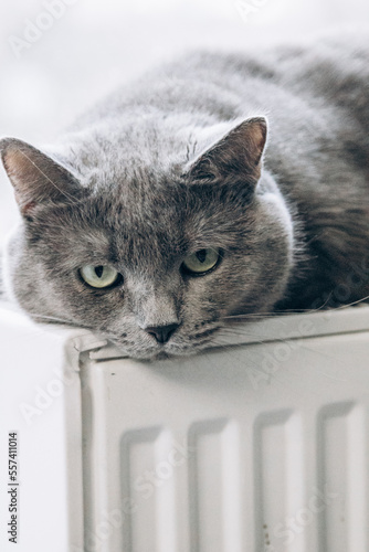 A gray fluffy cat lies and warms itself on a white hot radiator. heating season