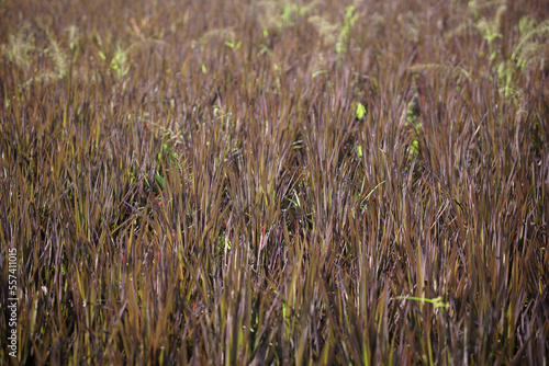 purple rice paddy field view. food agriculture © 88studio