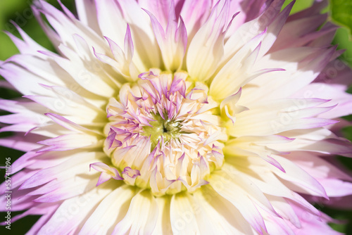 Pinelands Princess Dahlia flower in bloom  fringed pale pink petals with creamy white  yellow and lavender accents  full frame  close up  ornamental plants concept