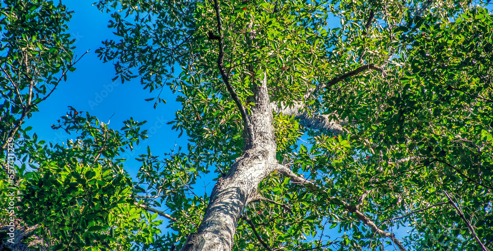 Fototapeta premium Amazing trees and forest of Fraser Island - Australia
