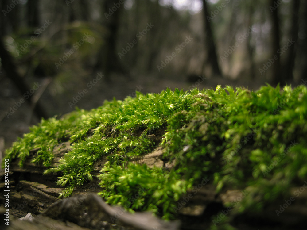 Green moss on log at forest Green moss on log at forest