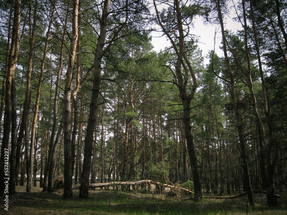 Landscape of evergreen spruce trees at forest with with fallen tree with roots at meadow Landscape of evergreen spruce trees at forest with with fallen tree with roots at meadow