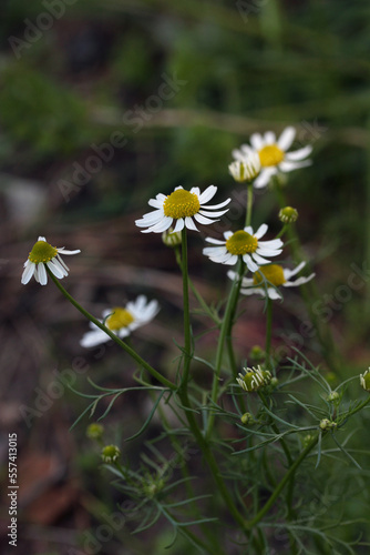 Closeup of white-yellow flower Chamomile - Matricaria chamomilla growing in a garden, Lithuania